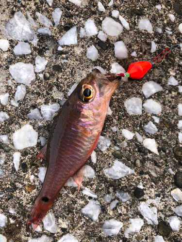 クロホシイシモチの釣果