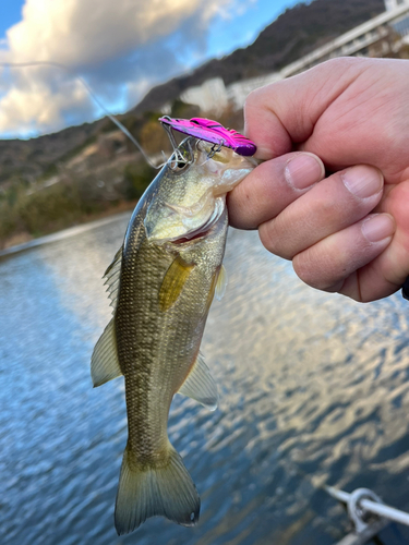 ラージマウスバスの釣果