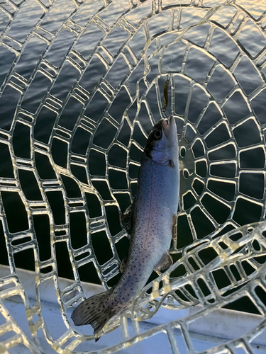 ニジマスの釣果