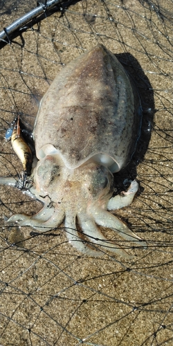 コウイカの釣果