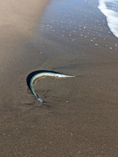 ダツの釣果