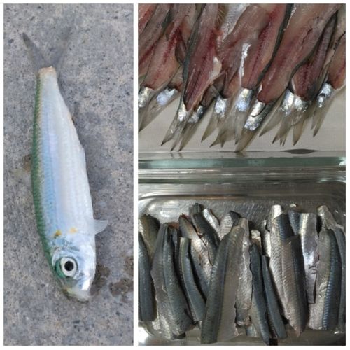 ミズンの釣果
