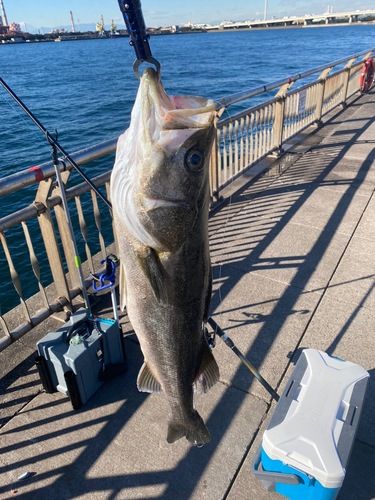 シーバスの釣果