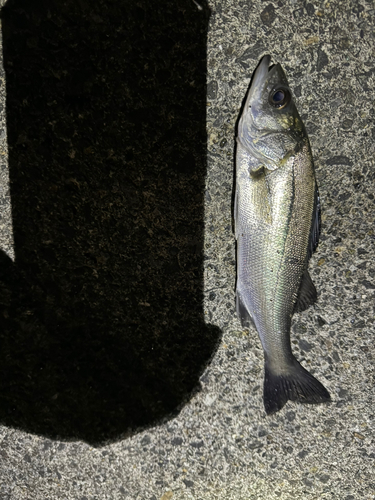 セイゴ（マルスズキ）の釣果