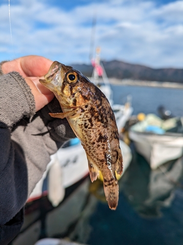 アイナメの釣果