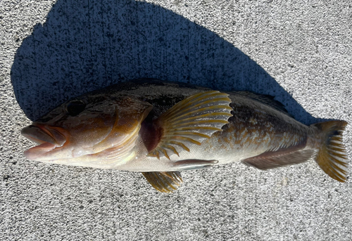 アイナメの釣果