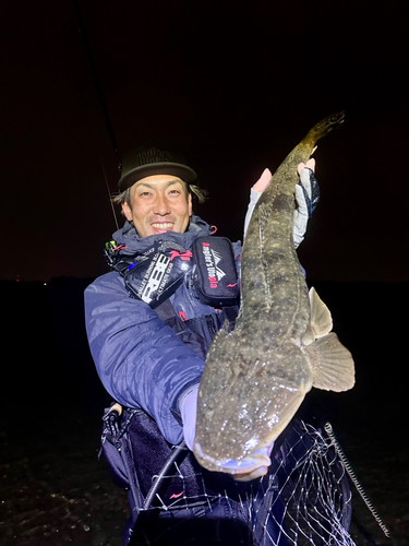 マゴチの釣果