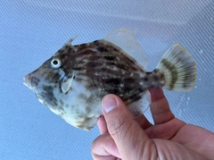 カワハギの釣果