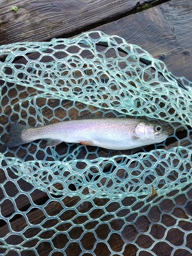 ニジマスの釣果