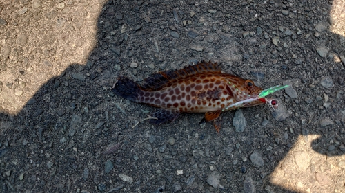 オオモンハタの釣果