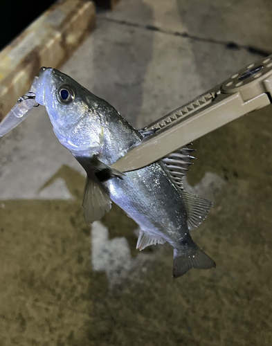 セイゴ（タイリクスズキ）の釣果