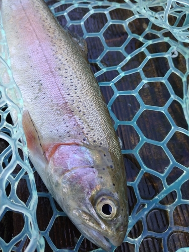 ニジマスの釣果