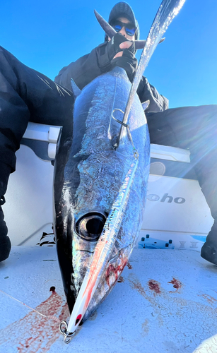 ビンチョウマグロの釣果