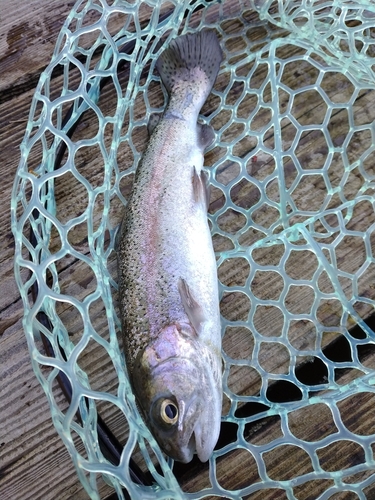 ニジマスの釣果