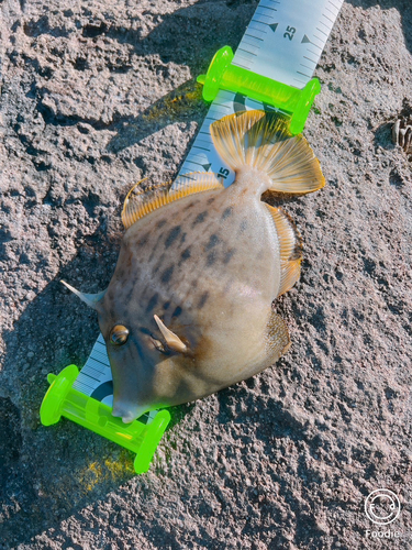 カワハギの釣果