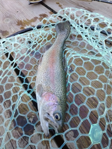 ニジマスの釣果