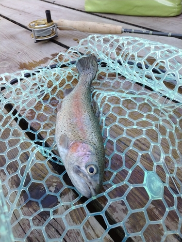 ニジマスの釣果