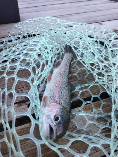 ニジマスの釣果