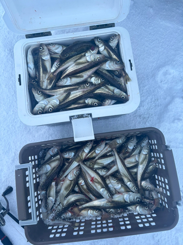 ハタハタの釣果