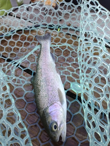 ニジマスの釣果