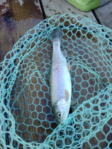 ニジマスの釣果