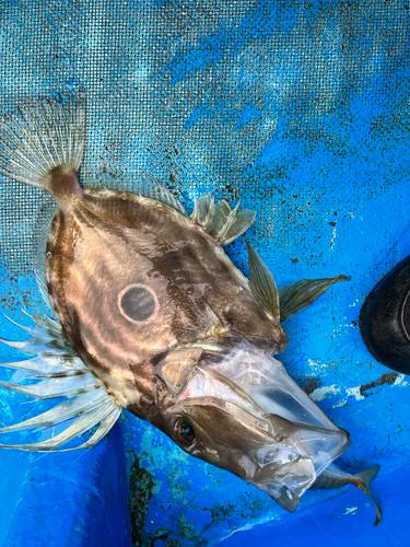 マトウダイの釣果