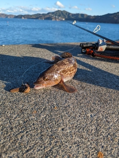 アイナメの釣果