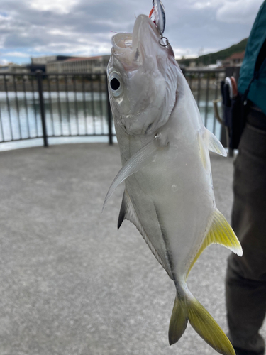 ガーラの釣果