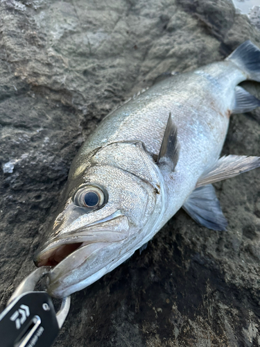 ヒラスズキの釣果