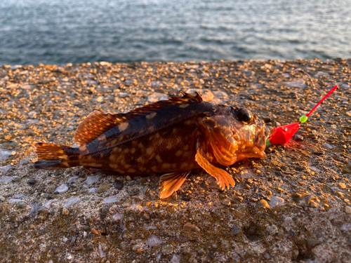 カサゴの釣果