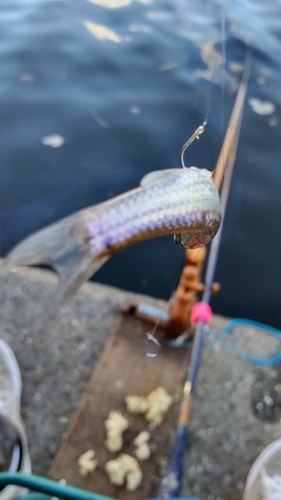 モロコの釣果