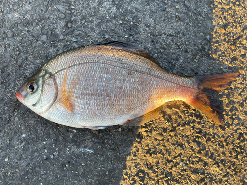 ウミタナゴの釣果