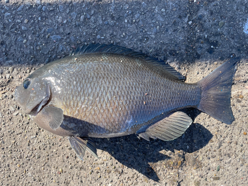 クチブトグレの釣果