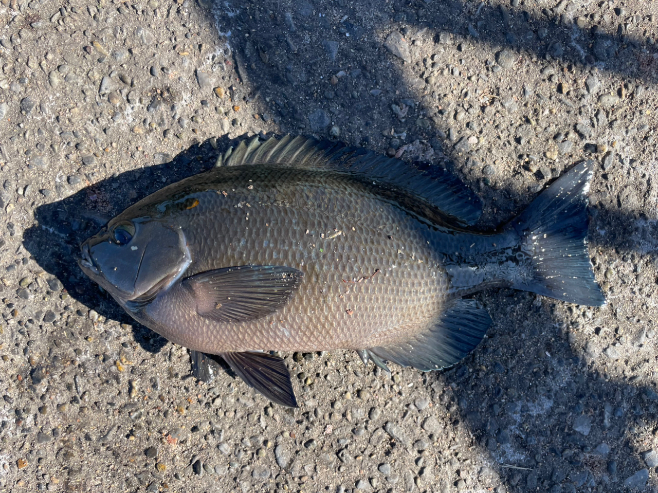 クチブトグレ