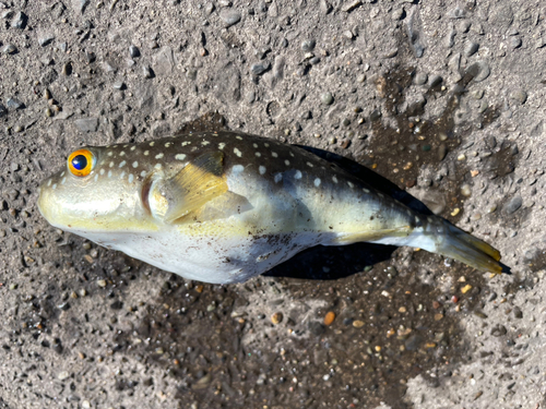 クサフグの釣果