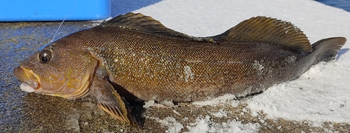 シマソイの釣果