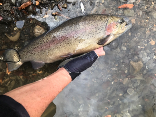 ニジマスの釣果