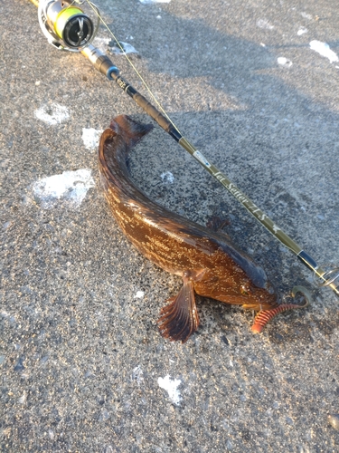 アイナメの釣果