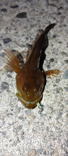 アナハゼの釣果