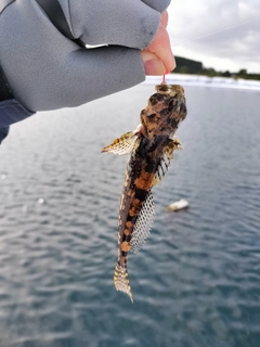 アナハゼの釣果