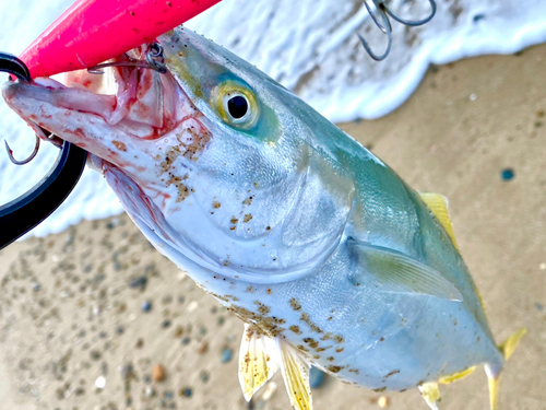 ヤズの釣果