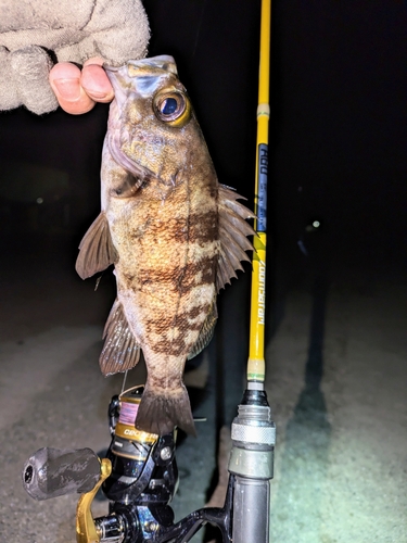 シロメバルの釣果