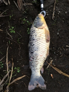 コイの釣果