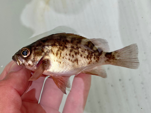 クロメバルの釣果