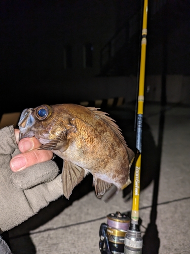 シロメバルの釣果