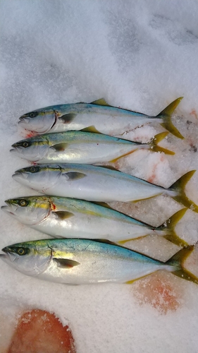 ツバスの釣果