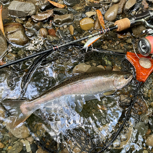 ヤマメの釣果