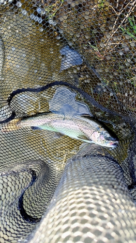 ニジマスの釣果