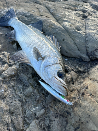 ヒラスズキの釣果