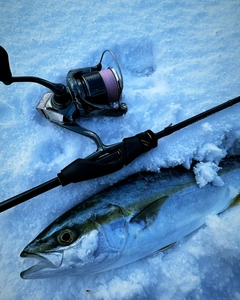 ハマチの釣果